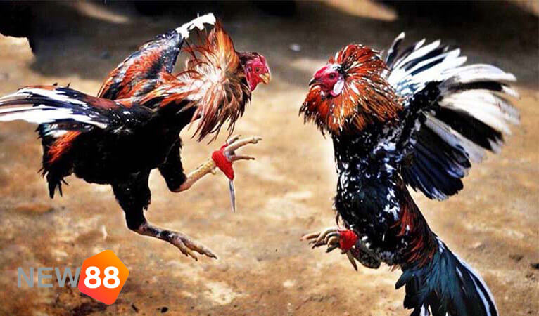 Chấp điều gà chọi là gì? Chấp điều gà chọi là gì?